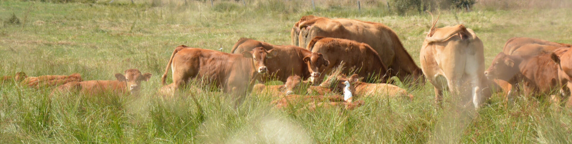 oiseau vaches